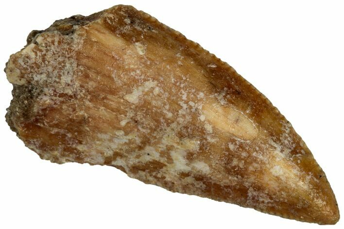 Bargain, Raptor Tooth - Real Dinosaur Tooth #300938